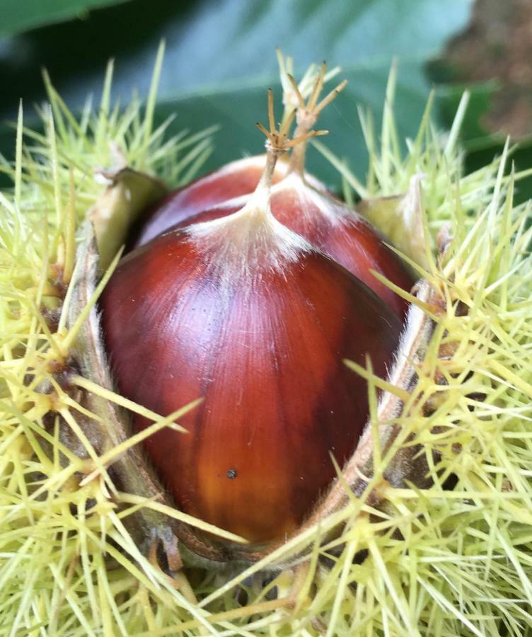 فيلا La Coutinelle Le Salson المظهر الخارجي الصورة